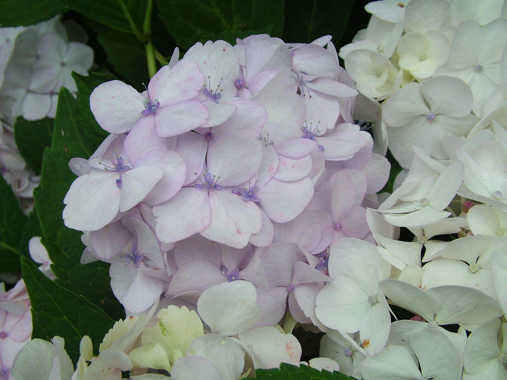 Hydrangea m. 'Soeur Thérèse'