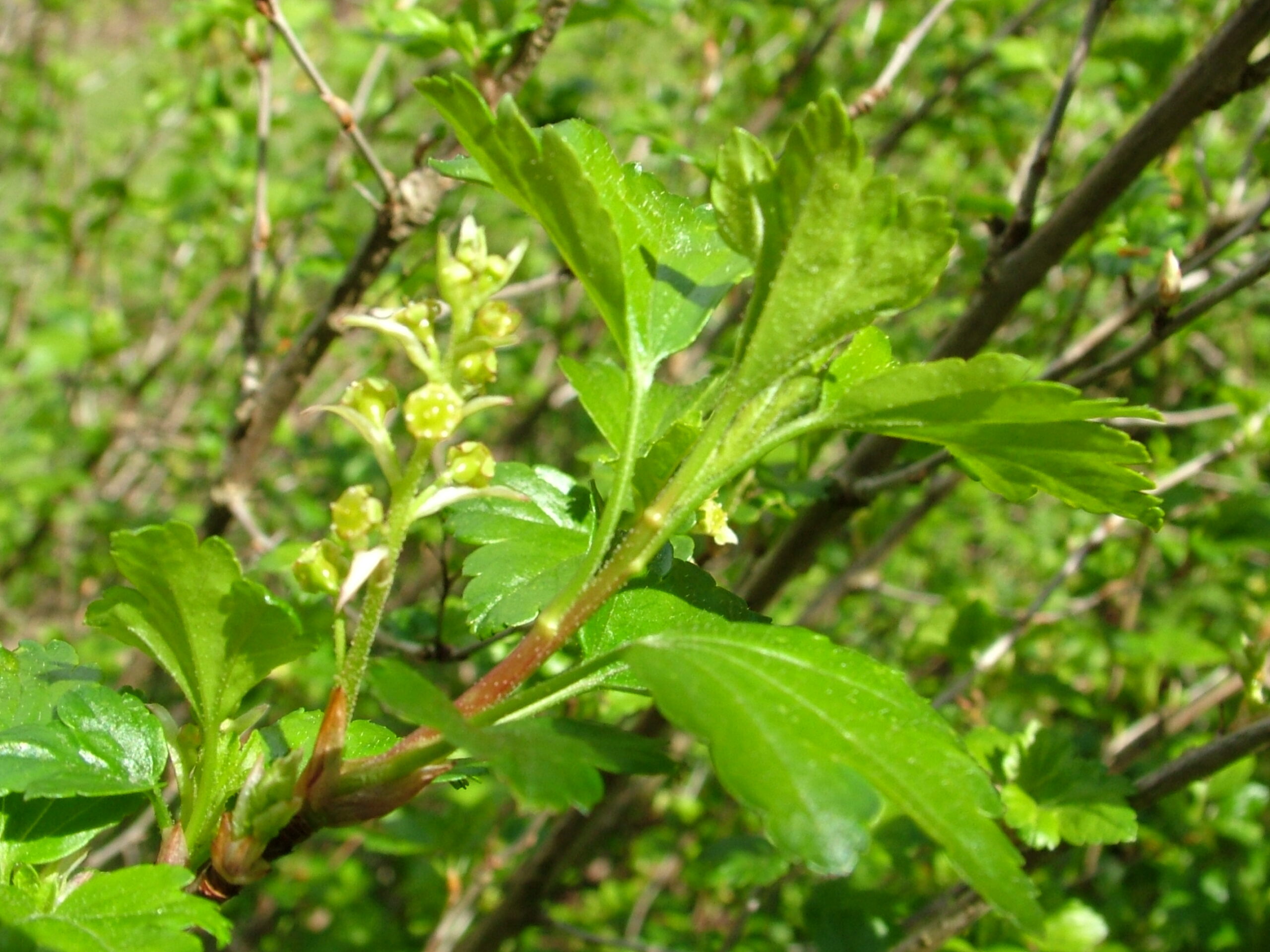 Ribes alpinum 'Schmidt'