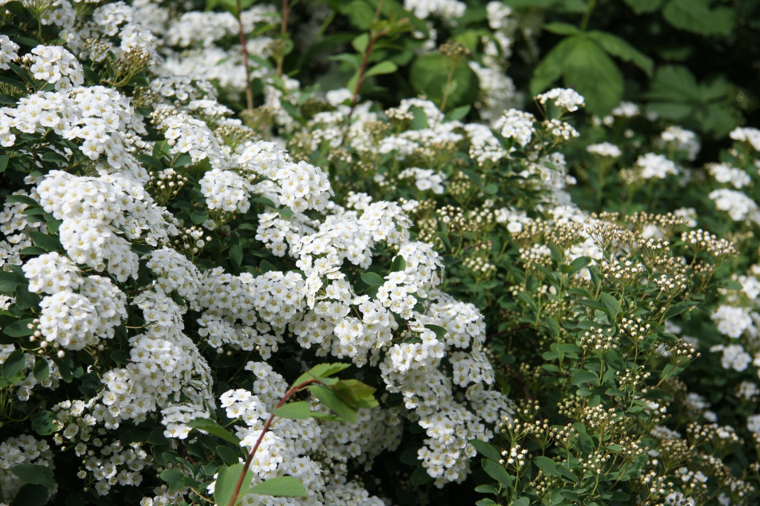Spiraea arguta