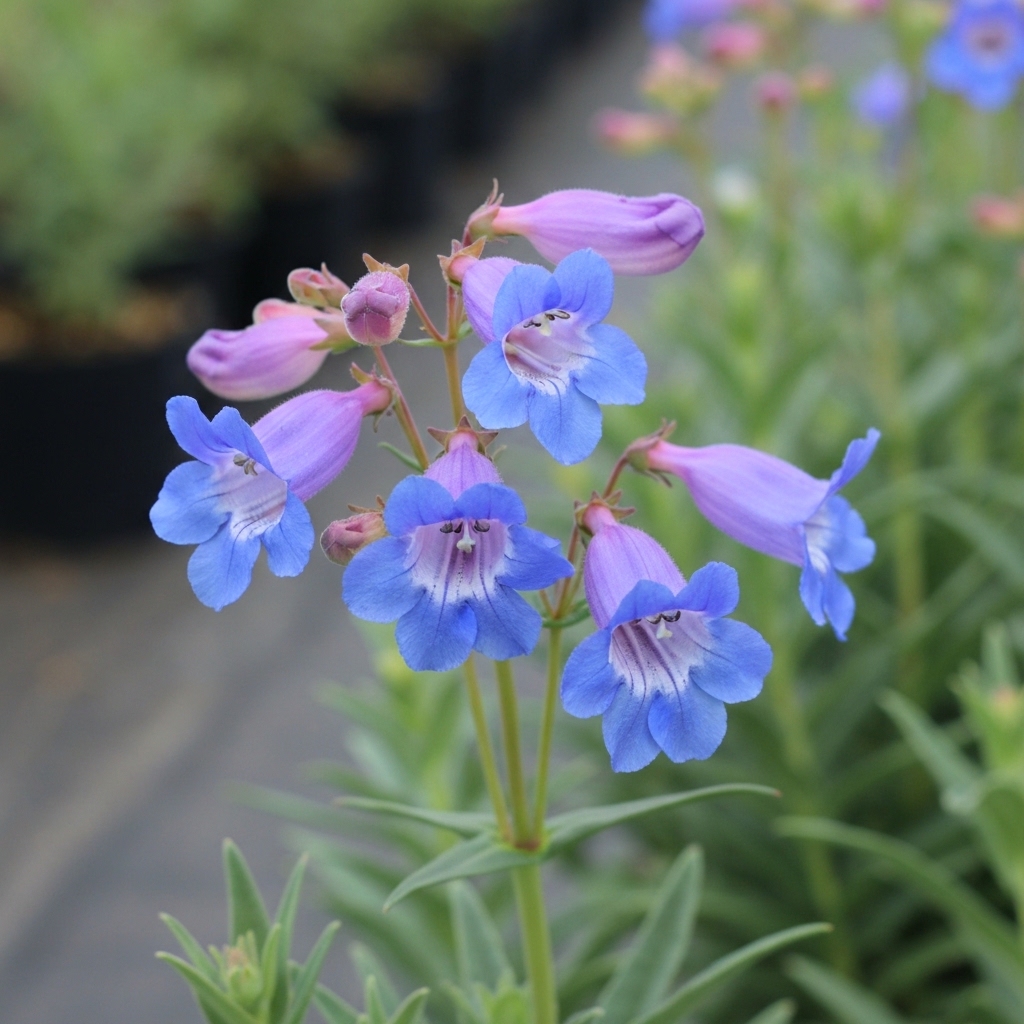 Penstemon heterophyllus 'Heavenly Blue'