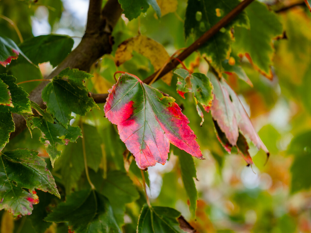 Acer rubrum 'Red Sunset'