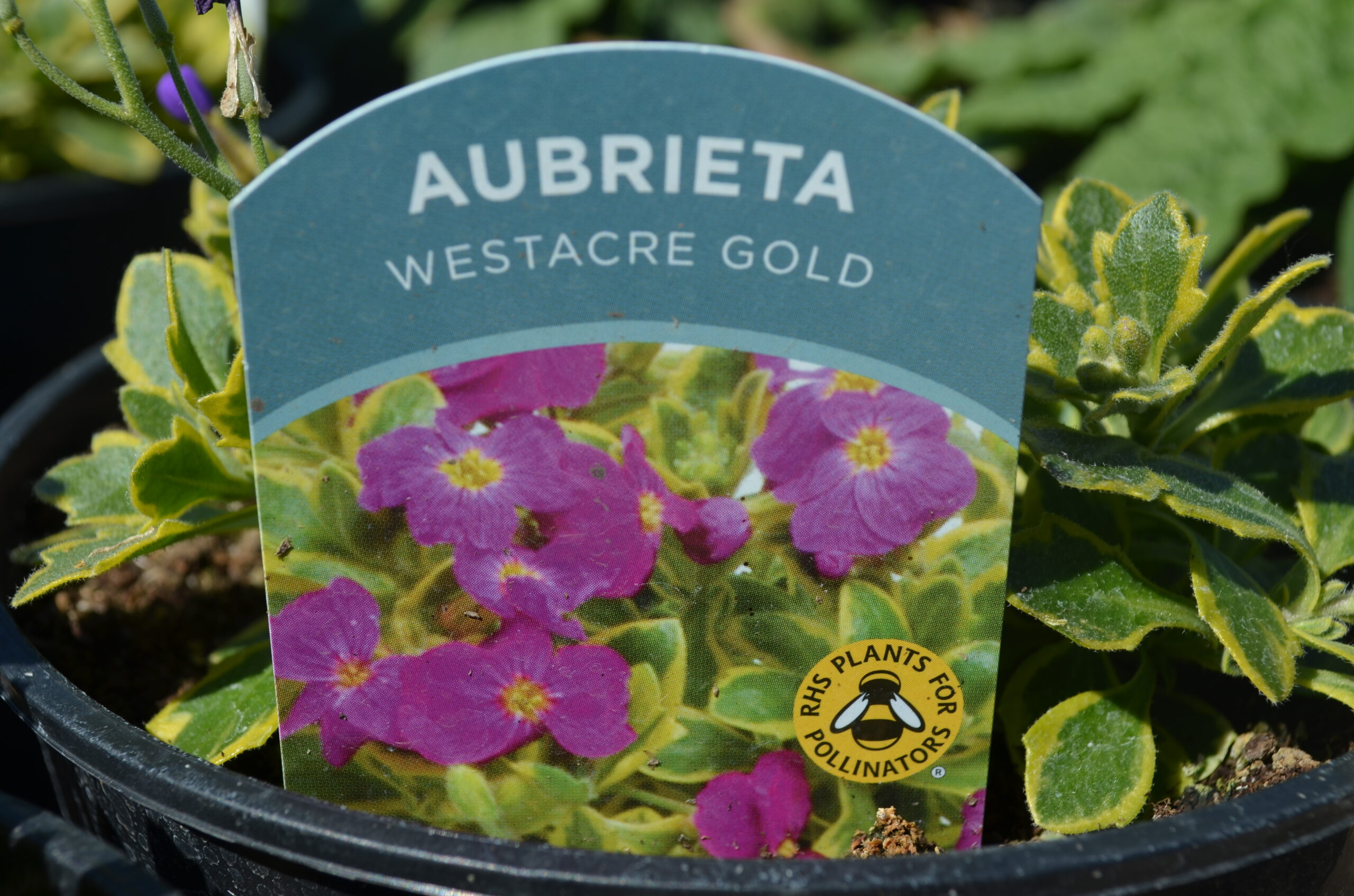 Aubrieta Westacre Gold label