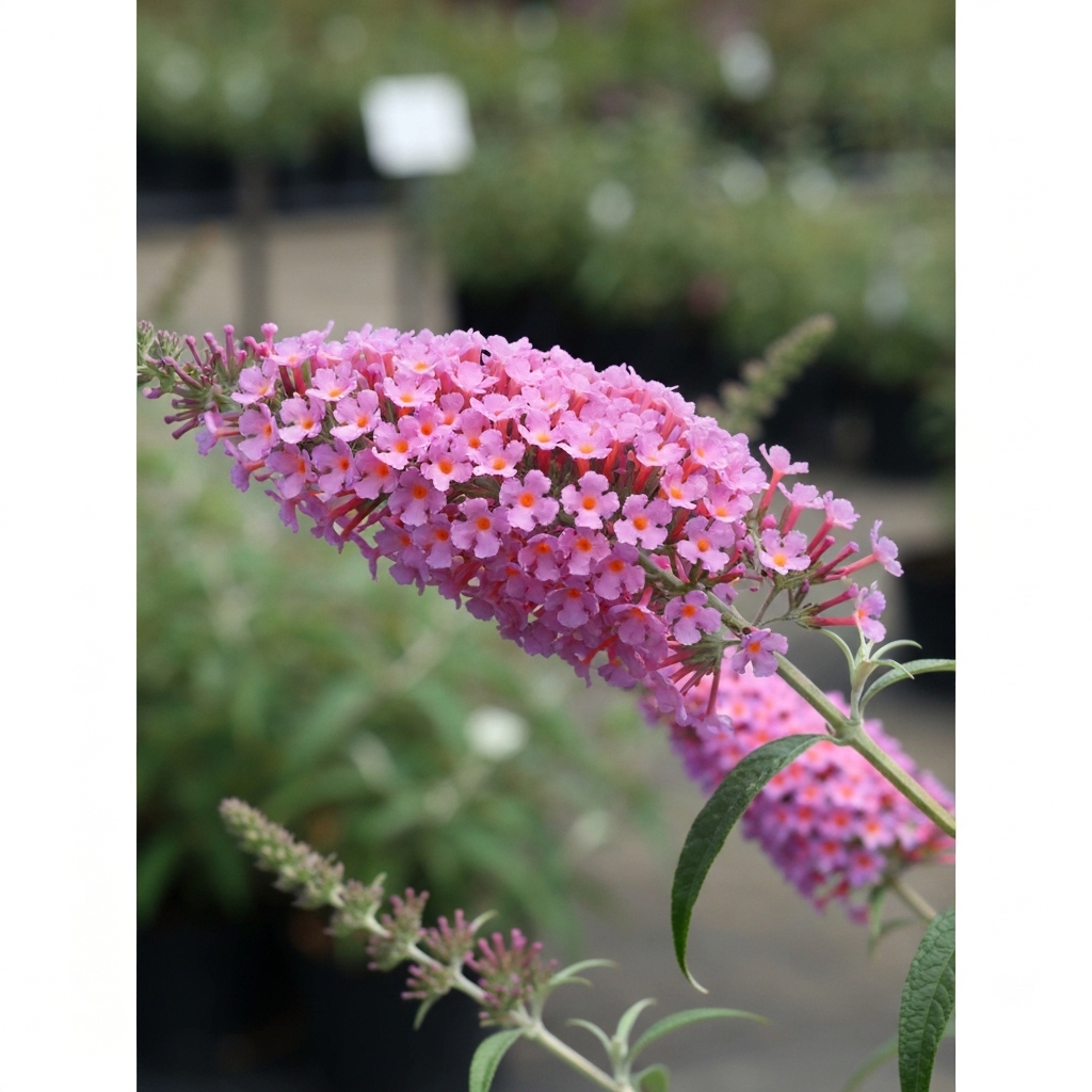 Buddleja davidii 'Pink Delight'