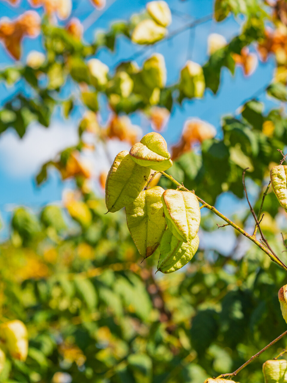 Koelreuteria paniculata