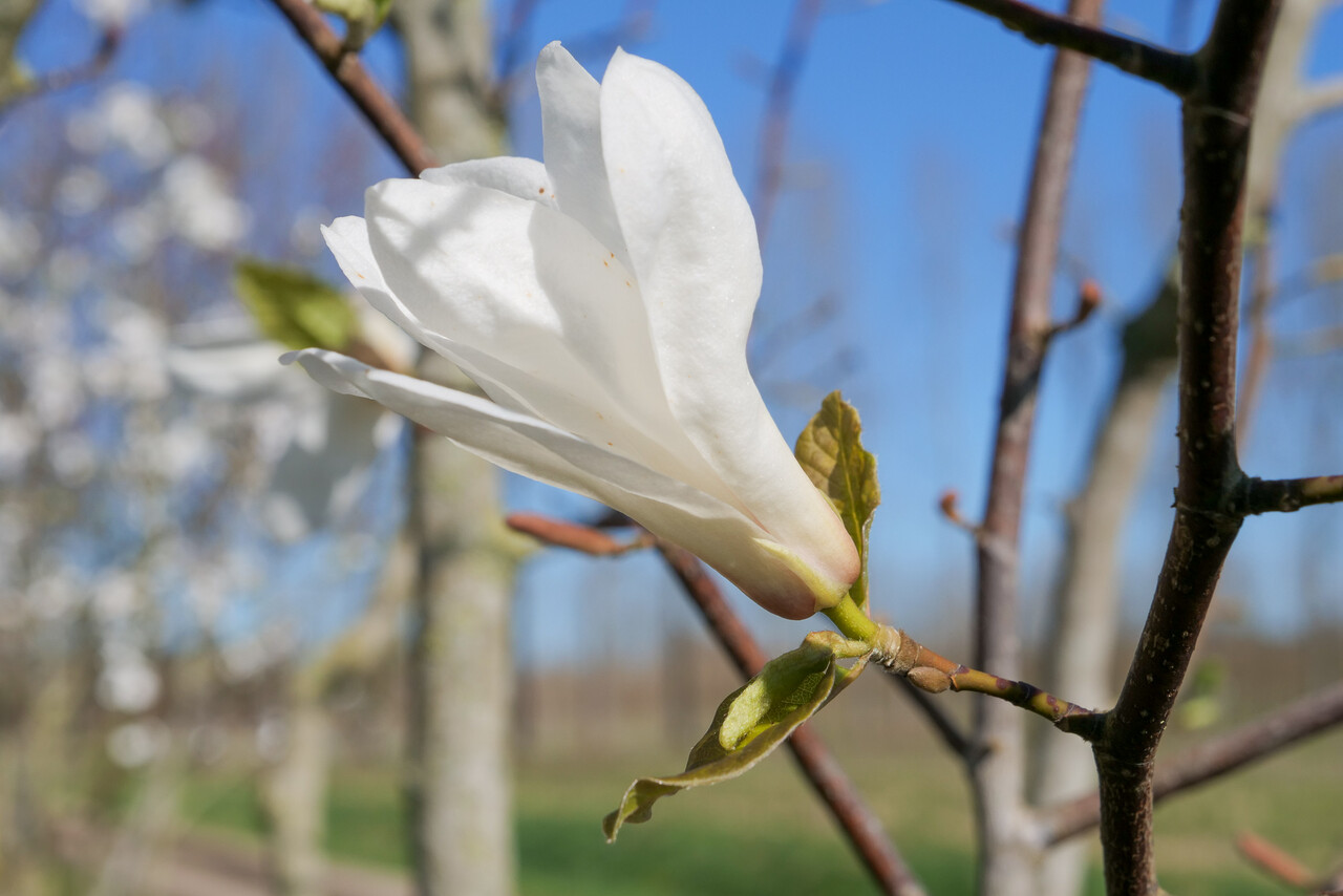 Magnolia kobus
