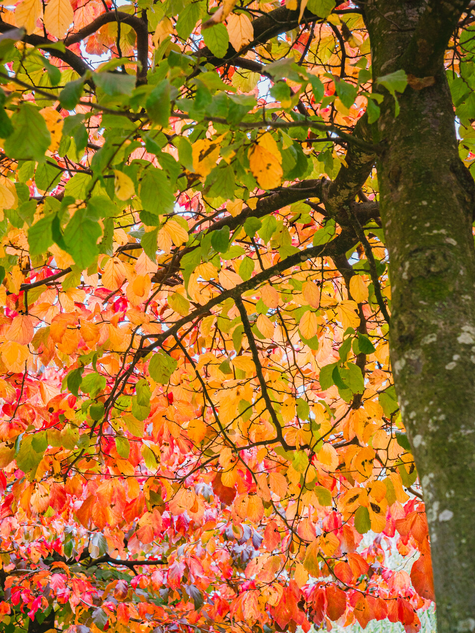 Parrotia persica