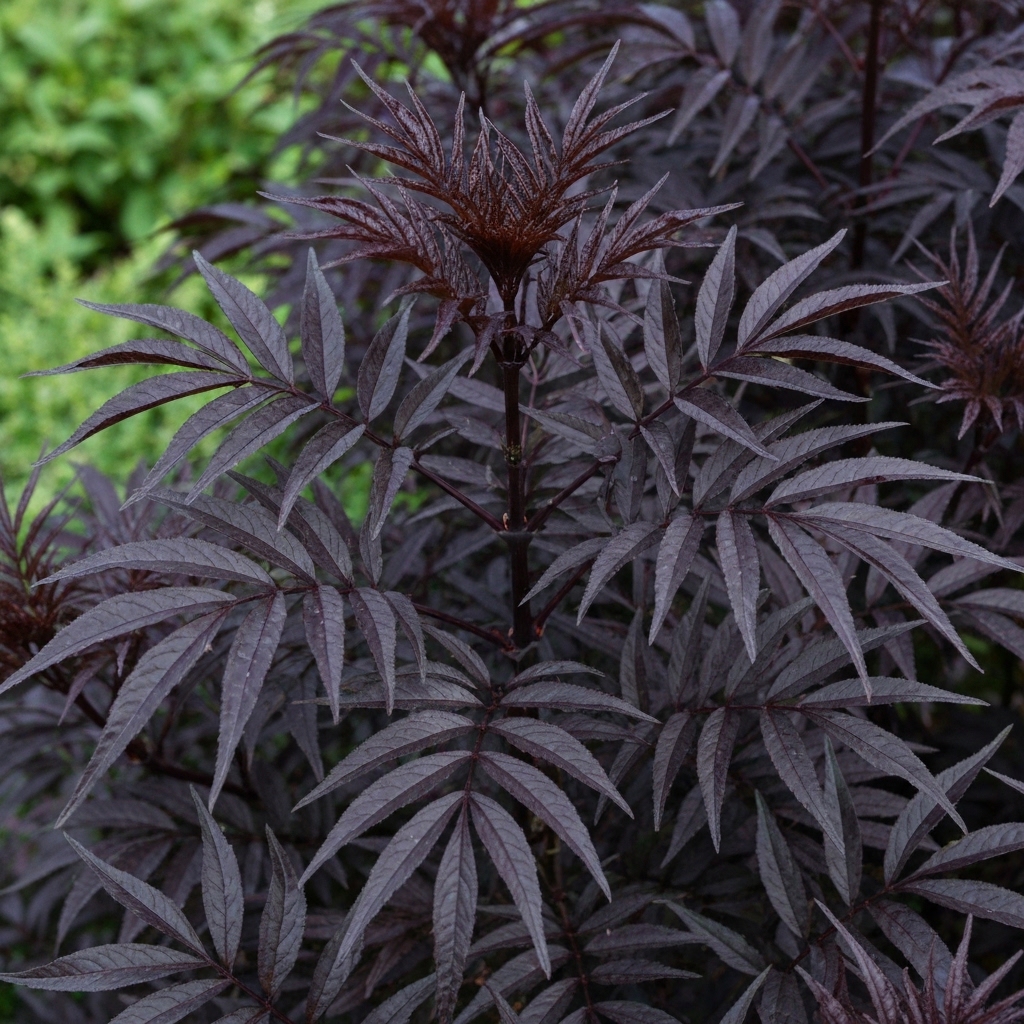 Sambucus nigra porphyrophylla 'Black Lace'