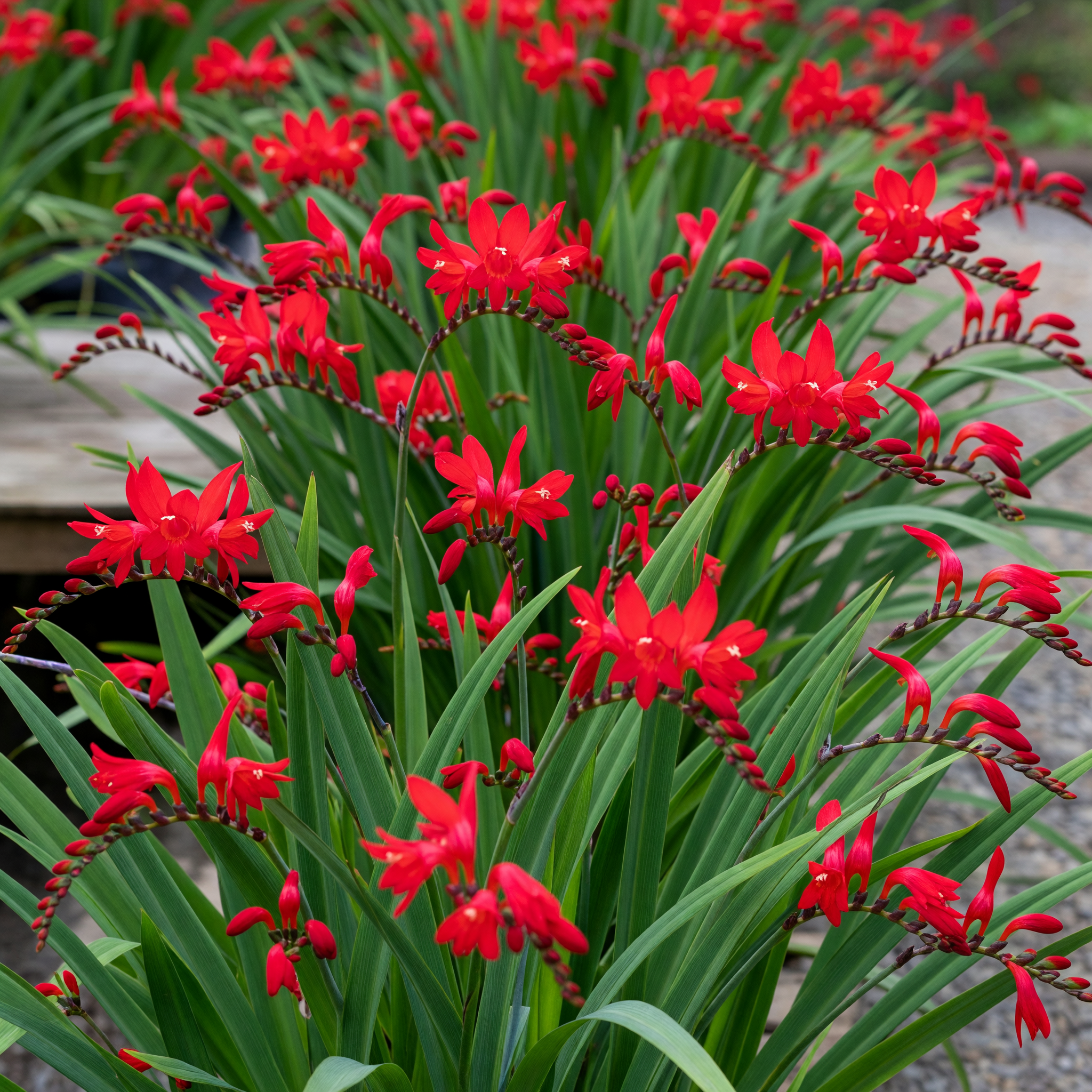 Crocosmia 'Lucifer'
