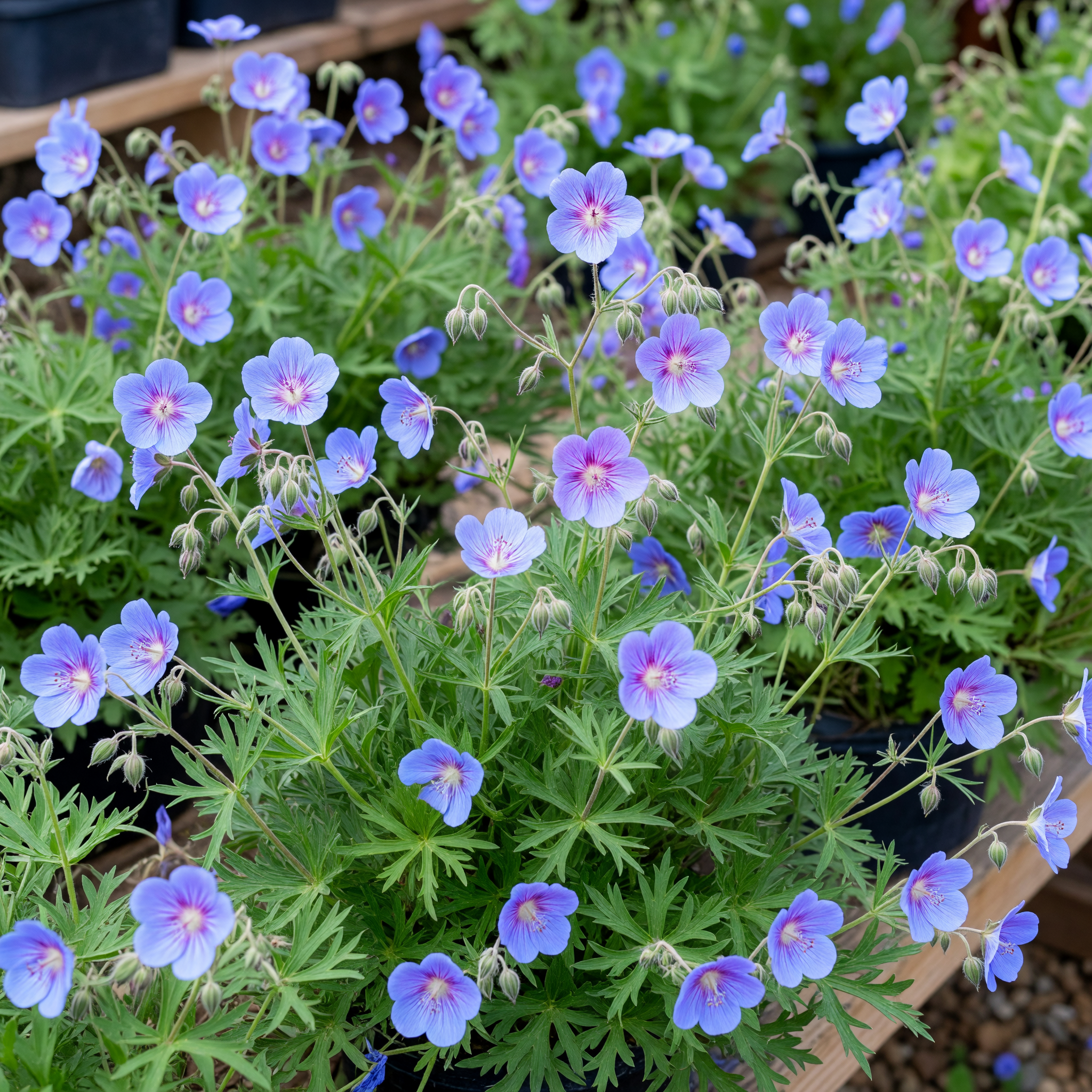 Geranium 'Azure Rush'