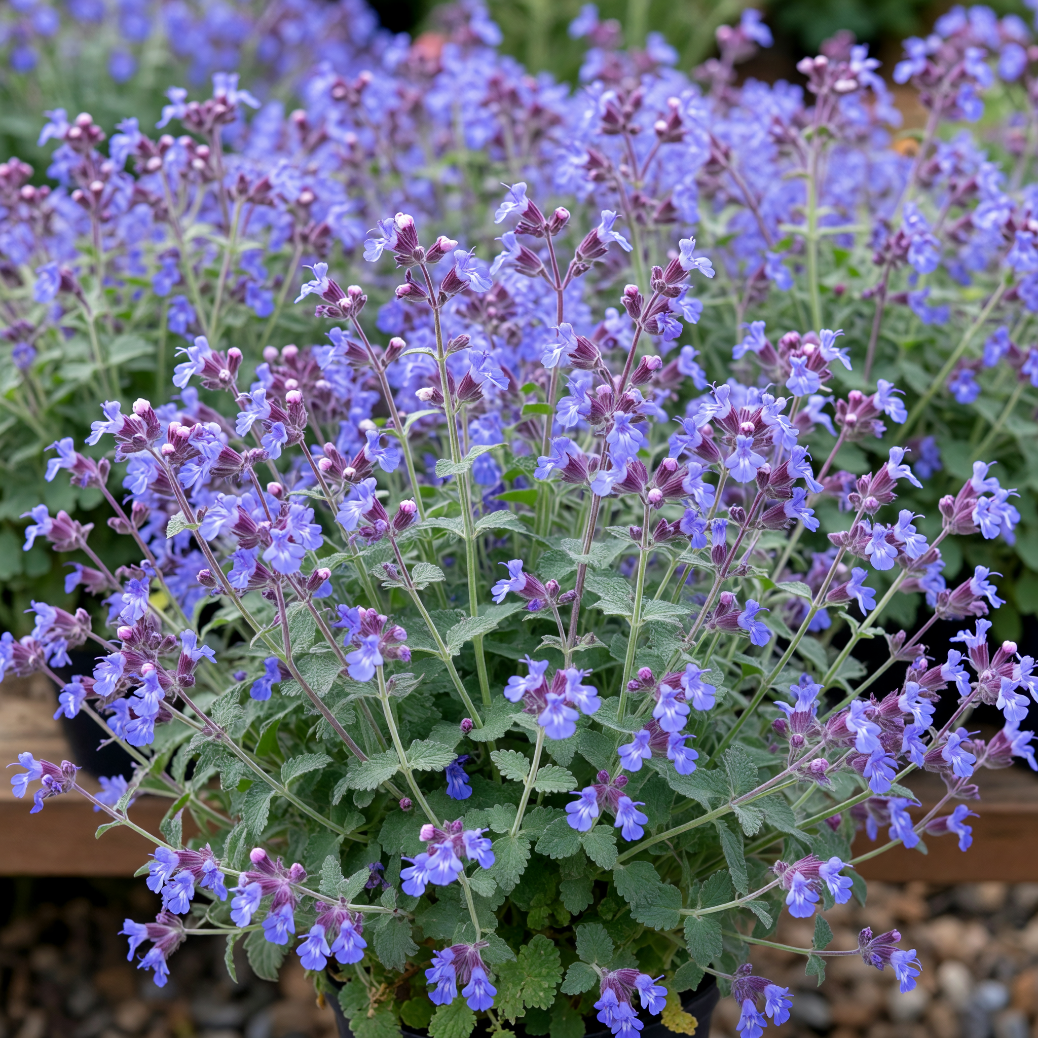 Nepeta 'Junior Walker'