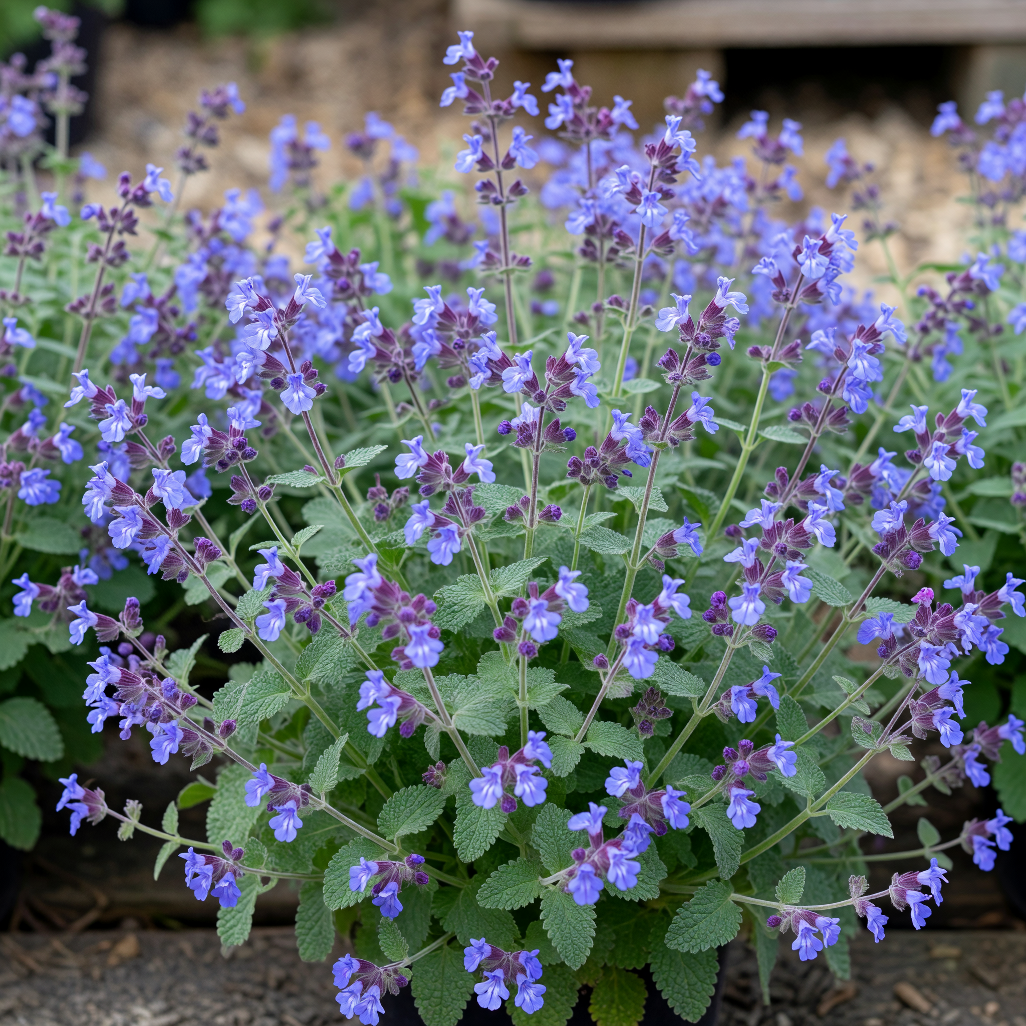Nepeta 'Kitten Around'
