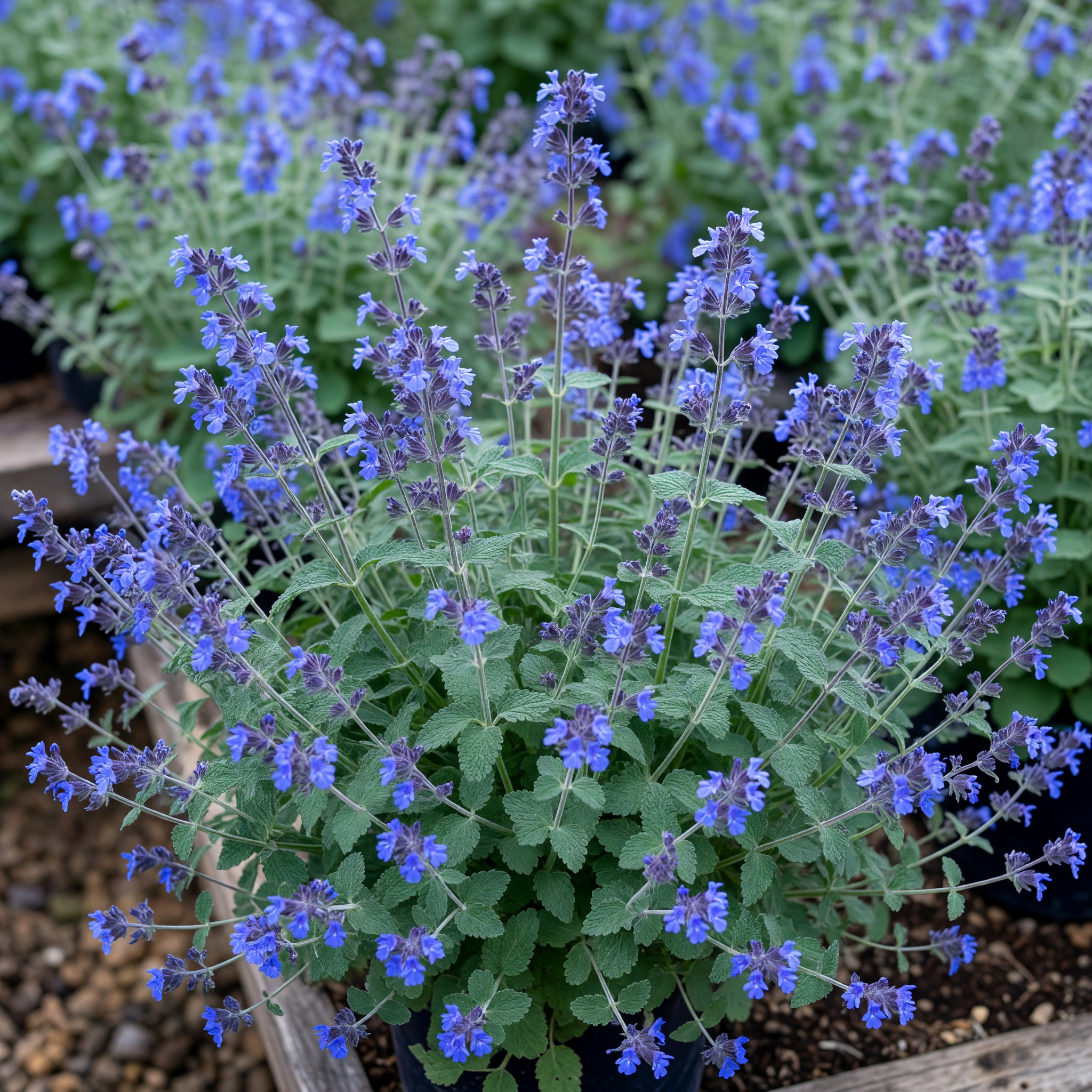 Nepeta × faassenii 'Purrsian Blue'