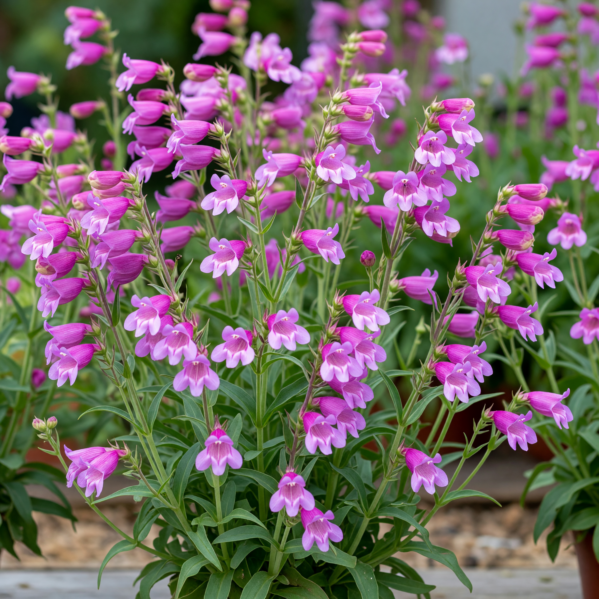 Penstemon hartwegii 'Arabesque Orchid'