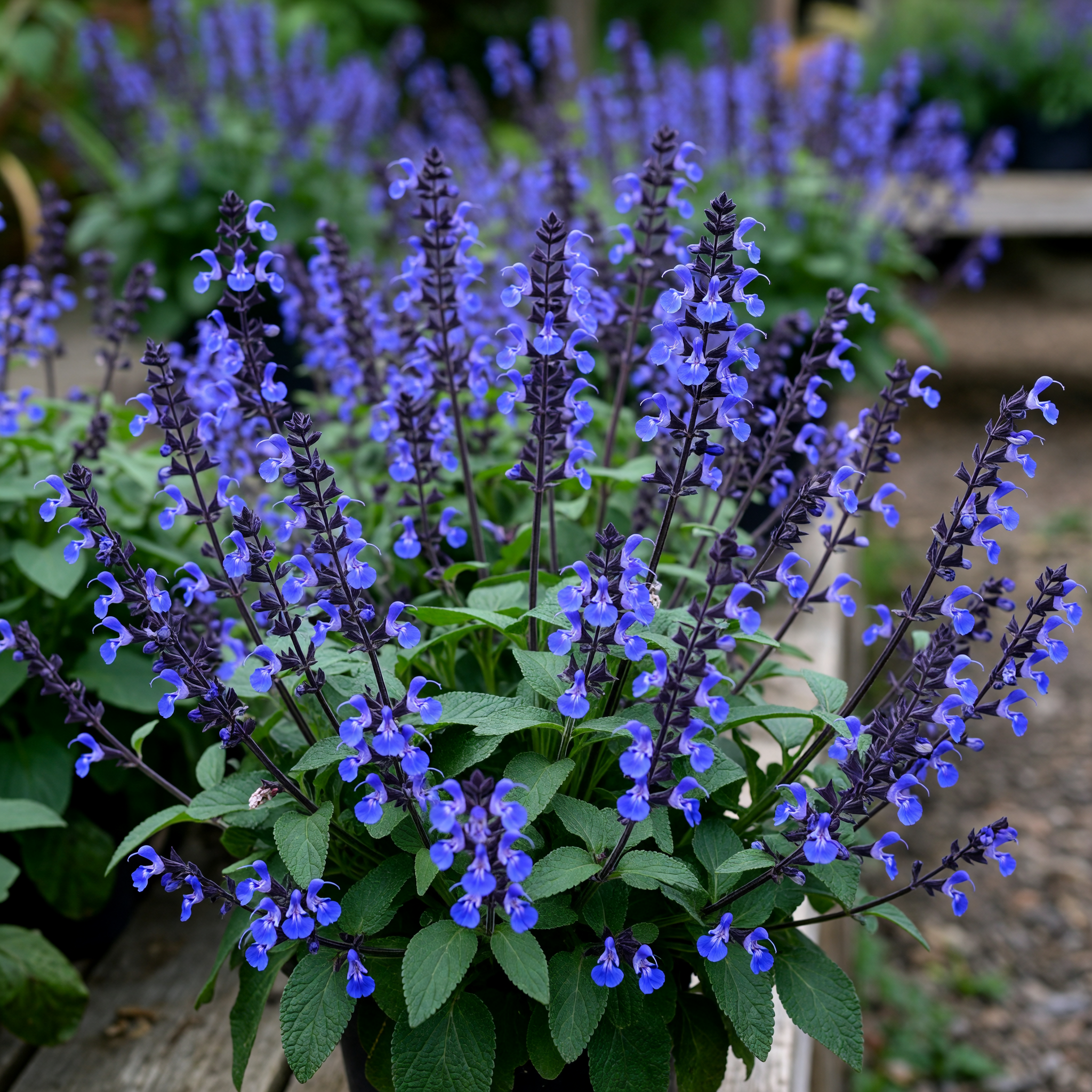 Salvia 'Lake Como'