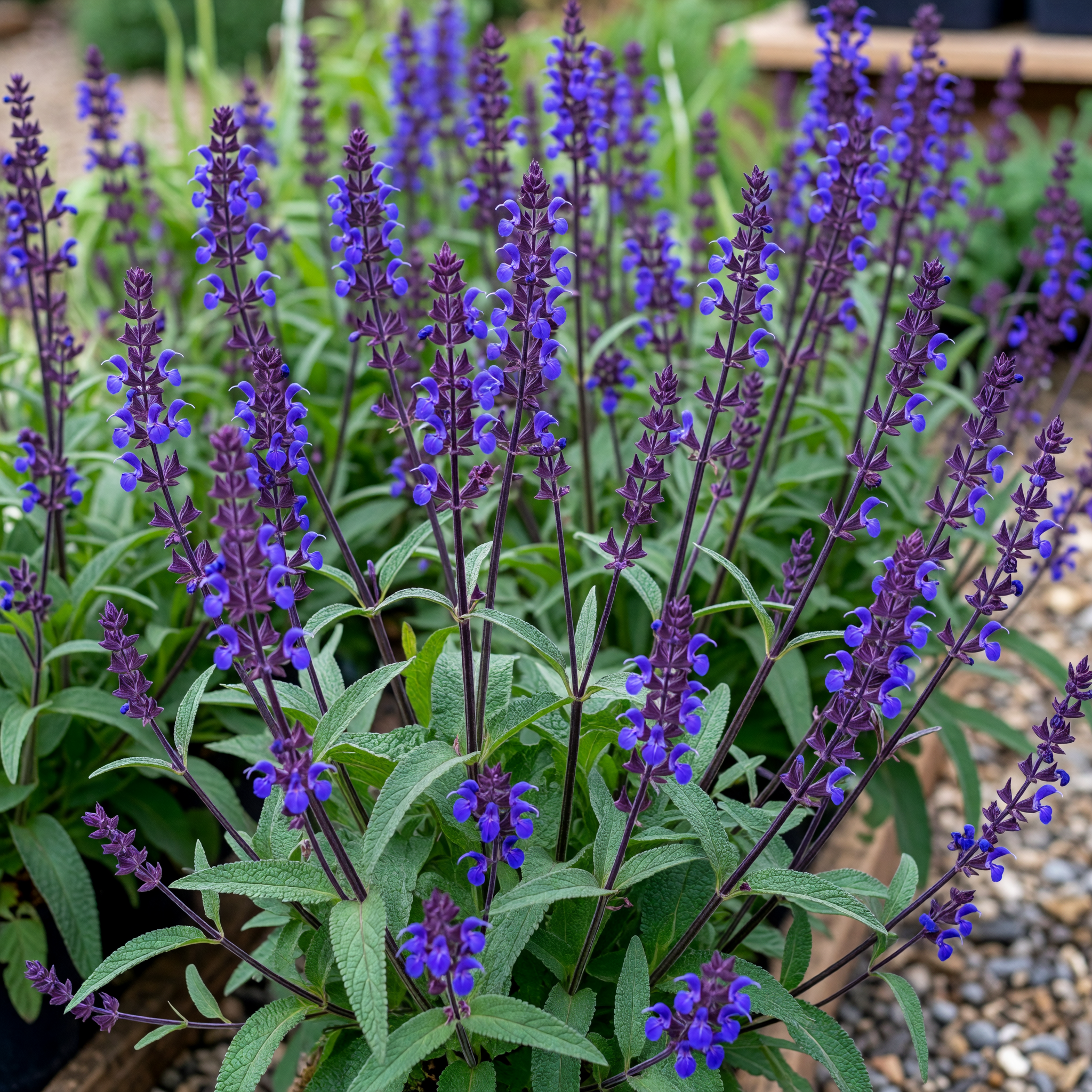 Salvia nemorosa 'Caradonna'