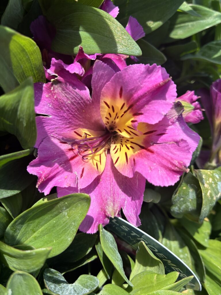 Alstroemeria 'Inticancha Sunstar'