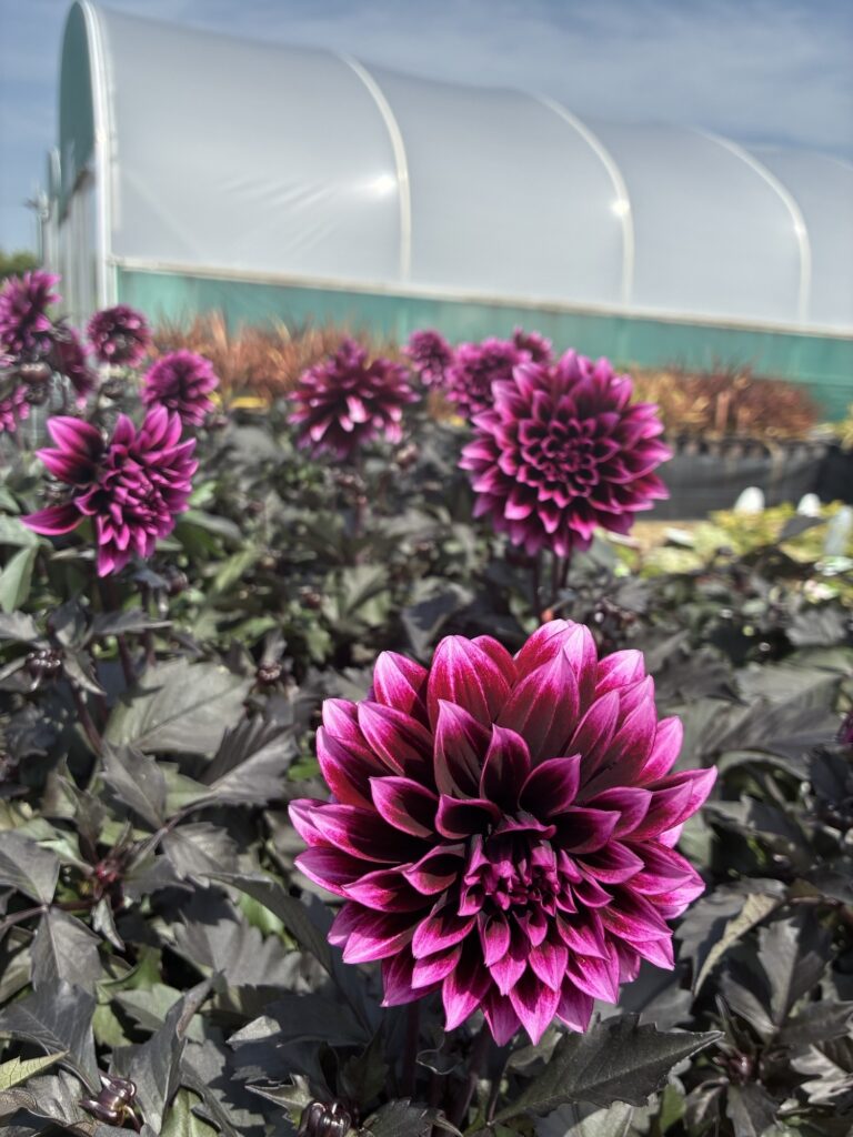Dahlia pinnata 'Gardenetta Velvet Crush'