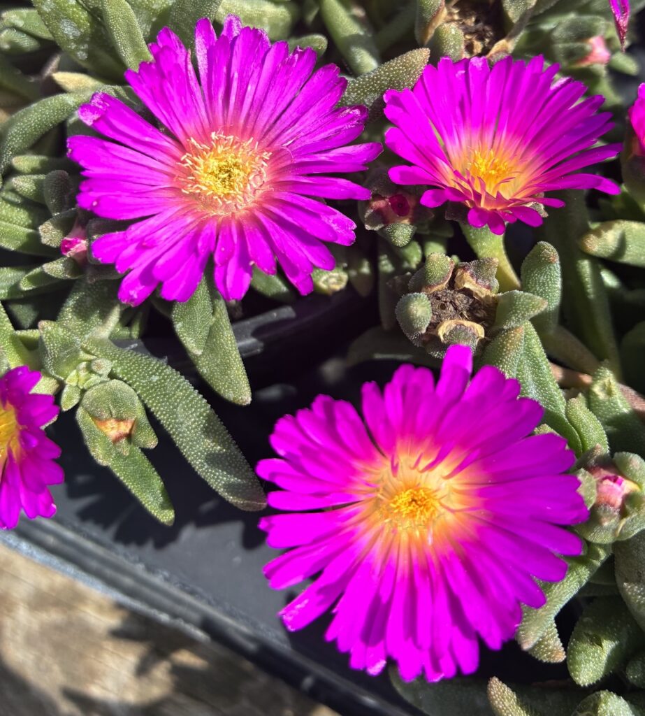 Delosperma 'Ocean Sunset Violet'