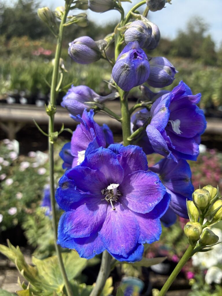 Delphinium elatum 'Guardian Blue'