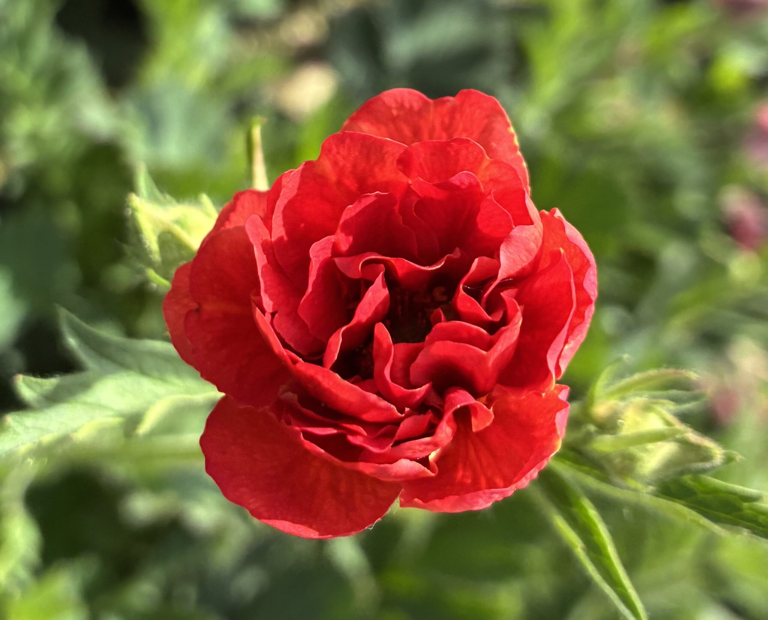 Geum 'Firestarter'