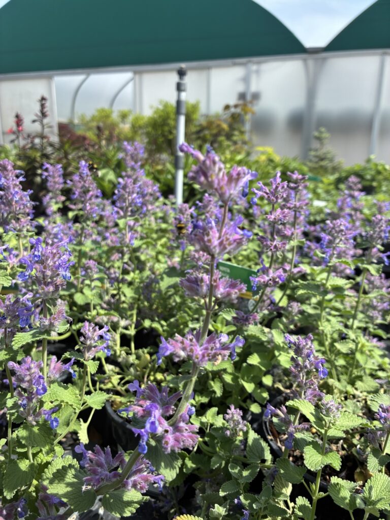 Nepeta 'Baby Cat'
