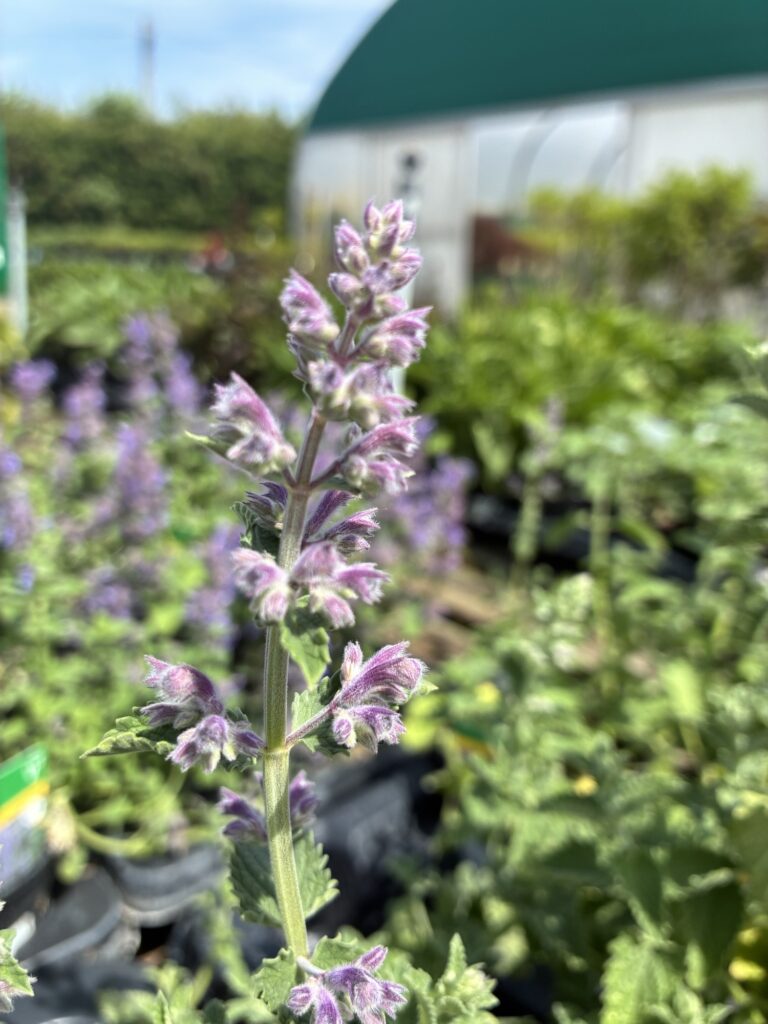 Nepeta 'Six Hills Giant'