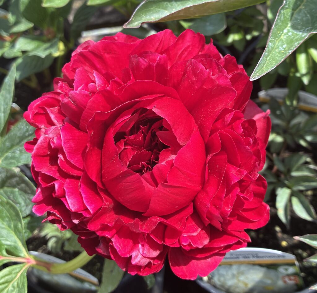 Paeonia lactiflora 'Henry Bockstoce'