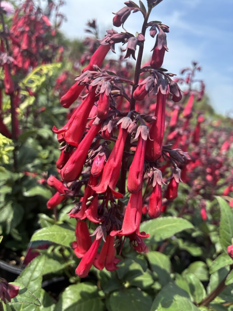 Phygelius 'Colorburst Deep Red'