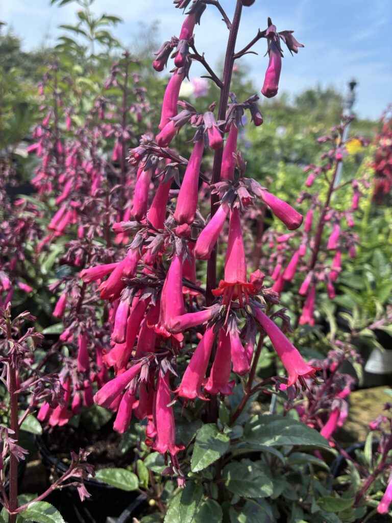 Phygelius 'Colourburst Rose'