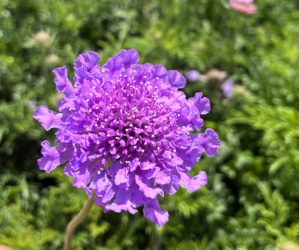 Scabiosa 'Vivid Violet'